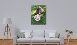 Inspire Dog picture